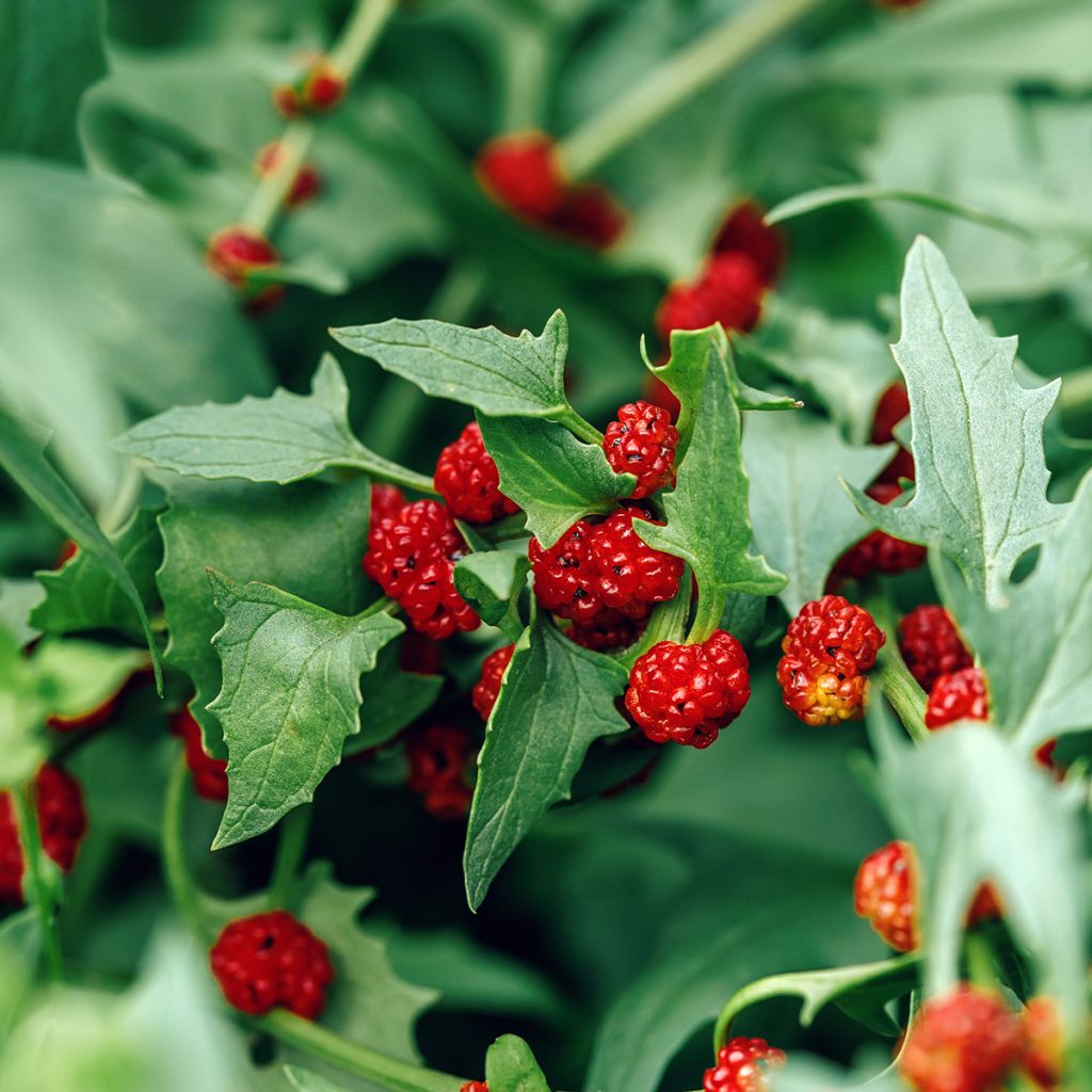 Chenopodium foliosum - Strawberry Spinach