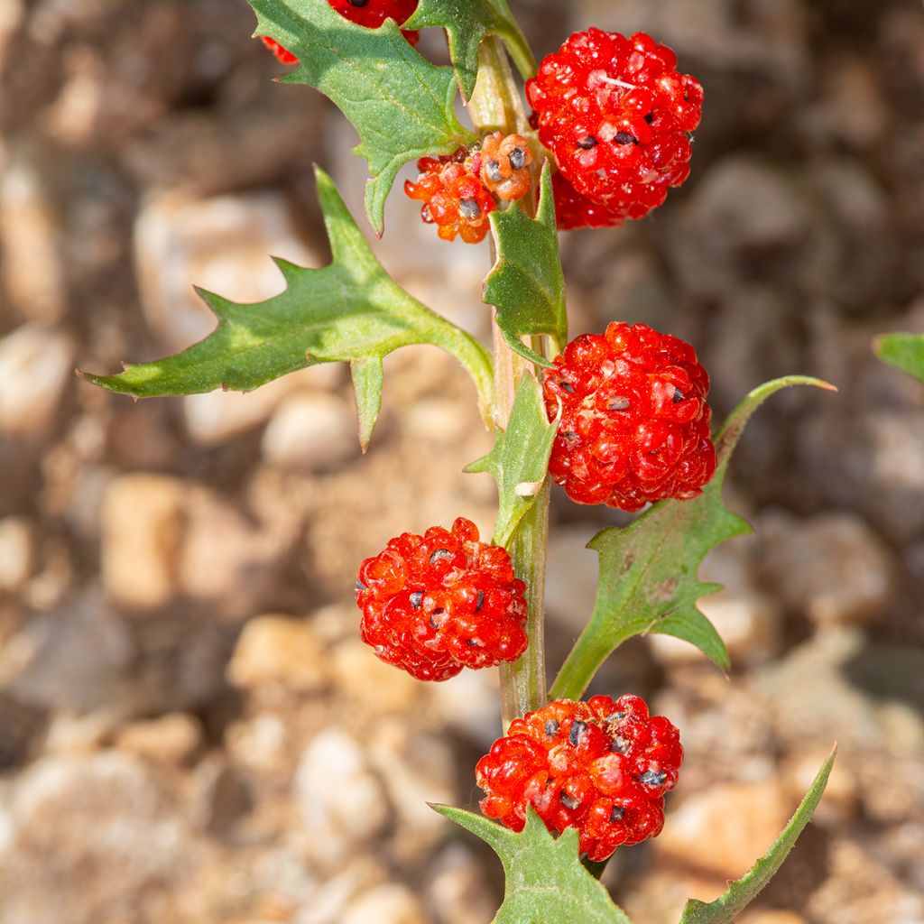 Chenopodium foliosum - Strawberry Spinach