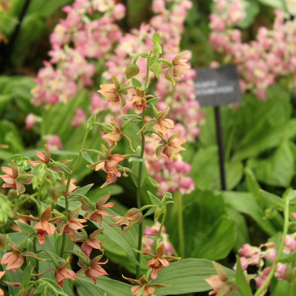 Epipactis gigantea