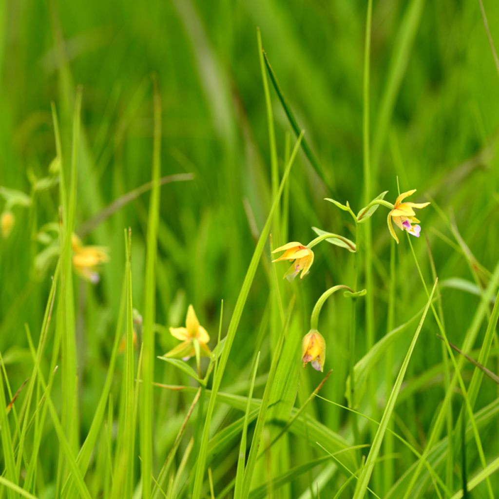 Epipactis thunbergii Yellow