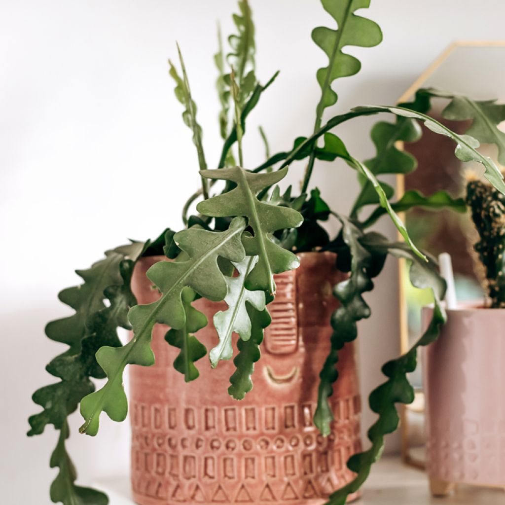 Epiphyllum anguliger - Zig-zag cactus, fishbone cactus