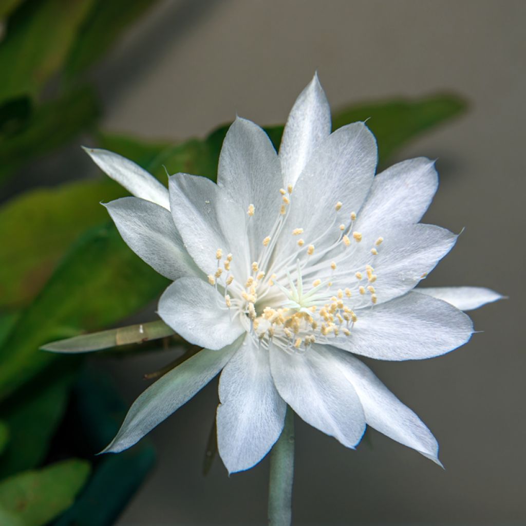 Epiphyllum anguliger - Zig-zag cactus, fishbone cactus