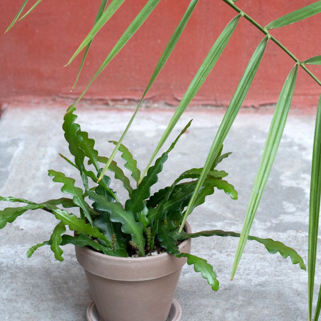 Epiphyllum anguliger - Zig-zag cactus, fishbone cactus