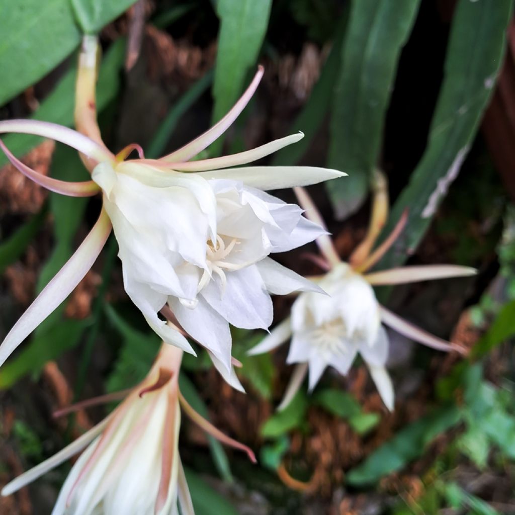 Epiphyllum anguliger - Zig-zag cactus, fishbone cactus