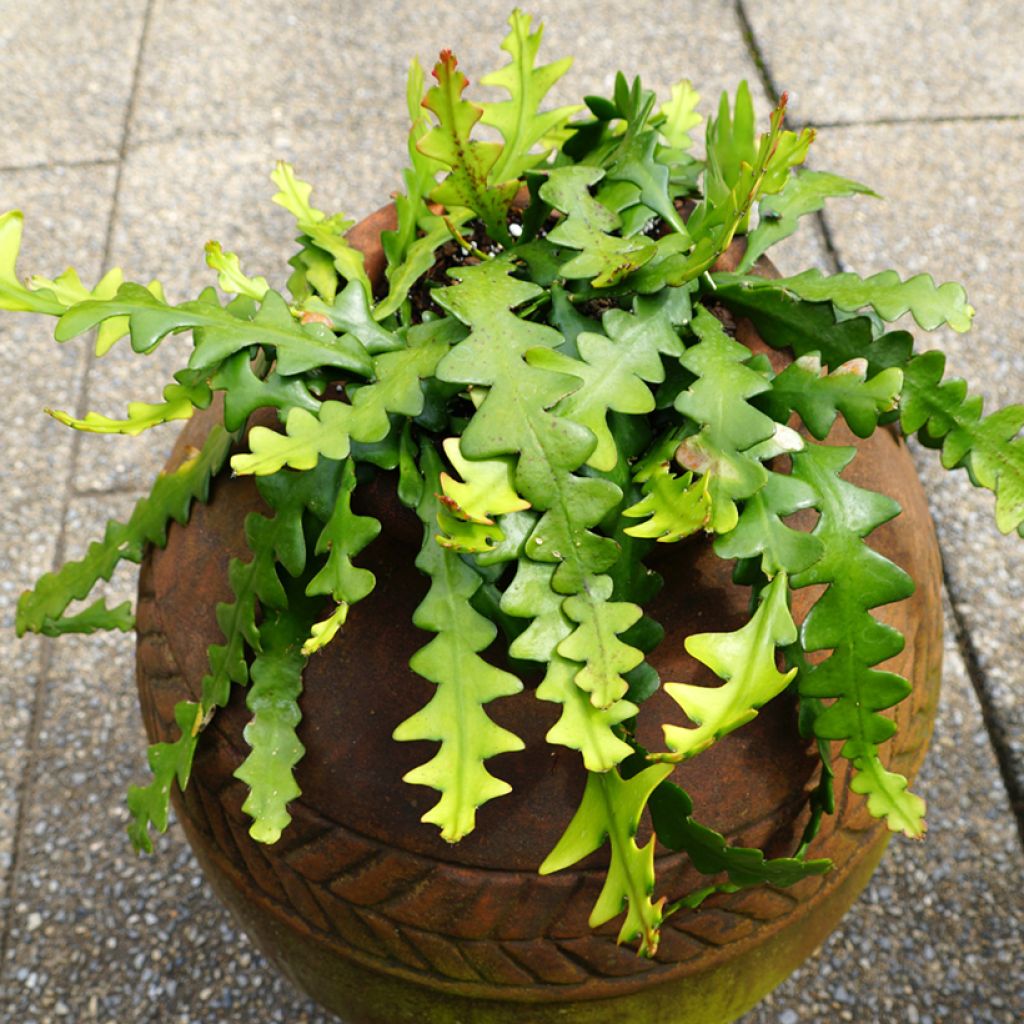 Epiphyllum anguliger - Zig-zag cactus, fishbone cactus