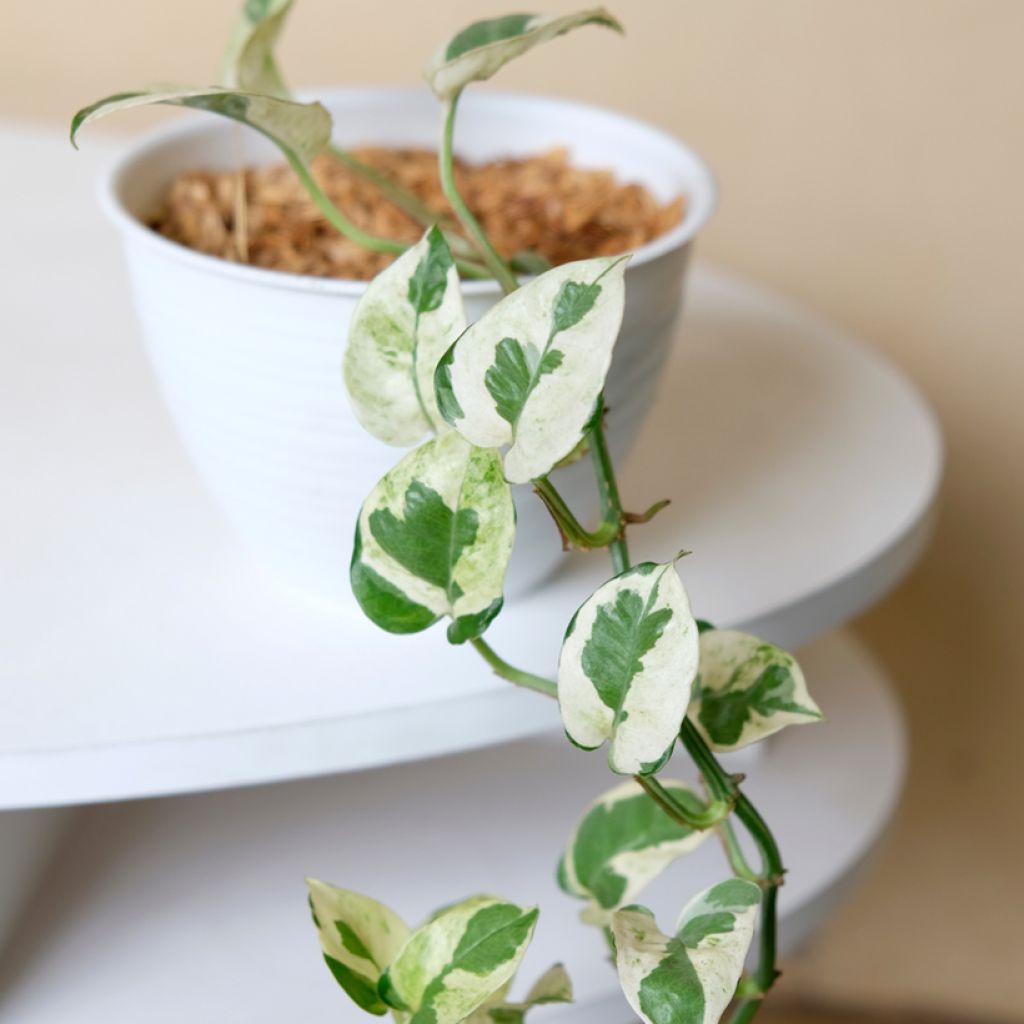 Epipremnum aureum N'JOY - Golden Pothos Enjoy