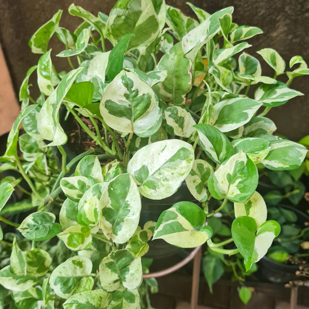 Epipremnum aureum N'JOY - Golden Pothos Enjoy