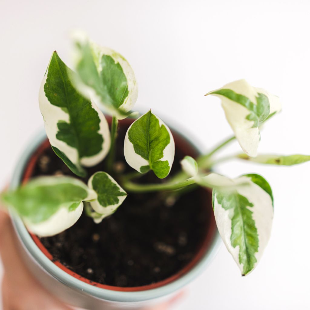 Epipremnum aureum N'JOY - Golden Pothos Enjoy
