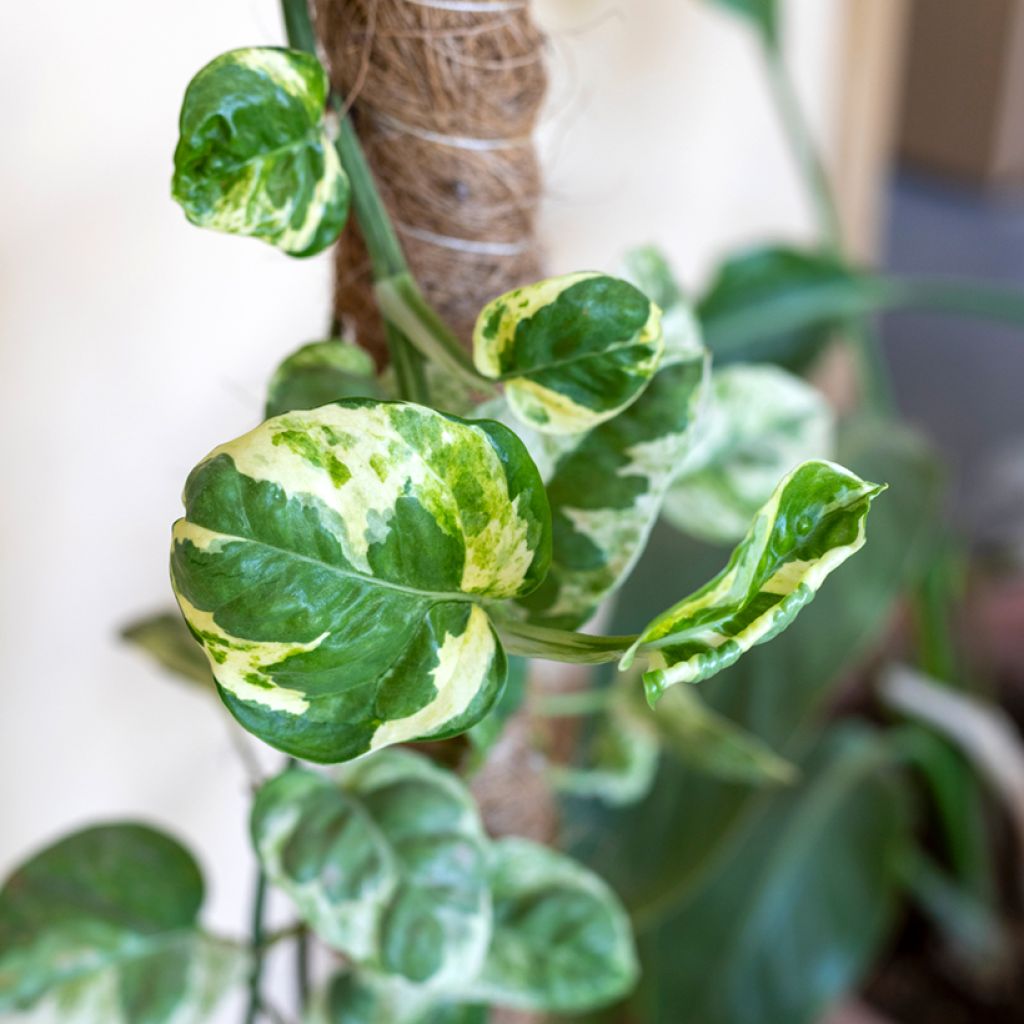 Epipremnum aureum N'JOY - Golden Pothos Enjoy