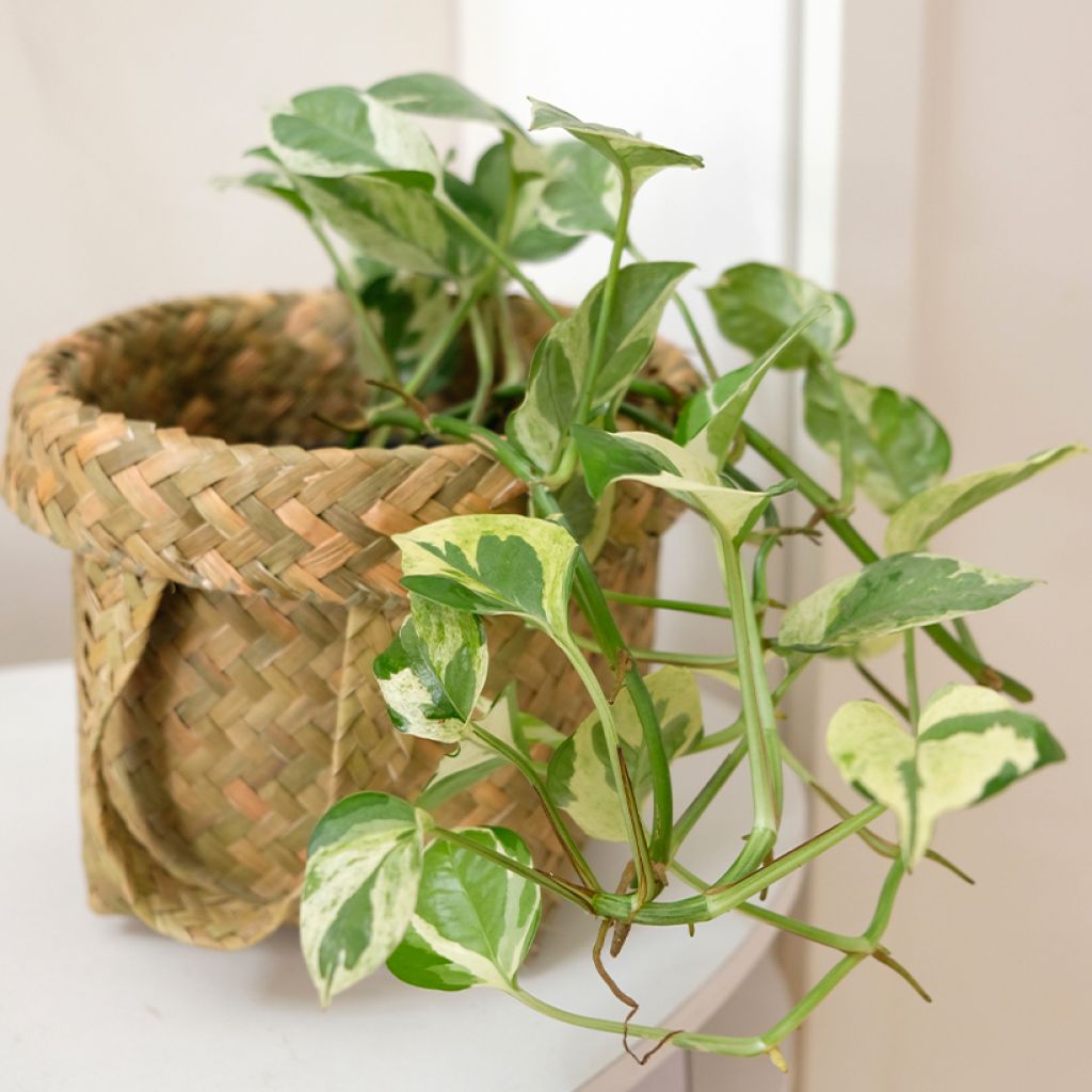 Epipremnum aureum N'JOY - Golden Pothos Enjoy