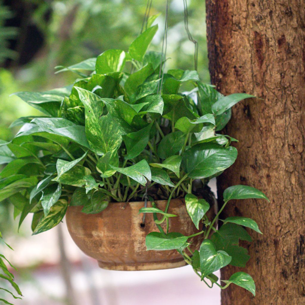 Epipremnum aureum - Golden Pothos