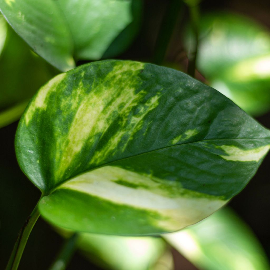 Epipremnum aureum - Golden Pothos
