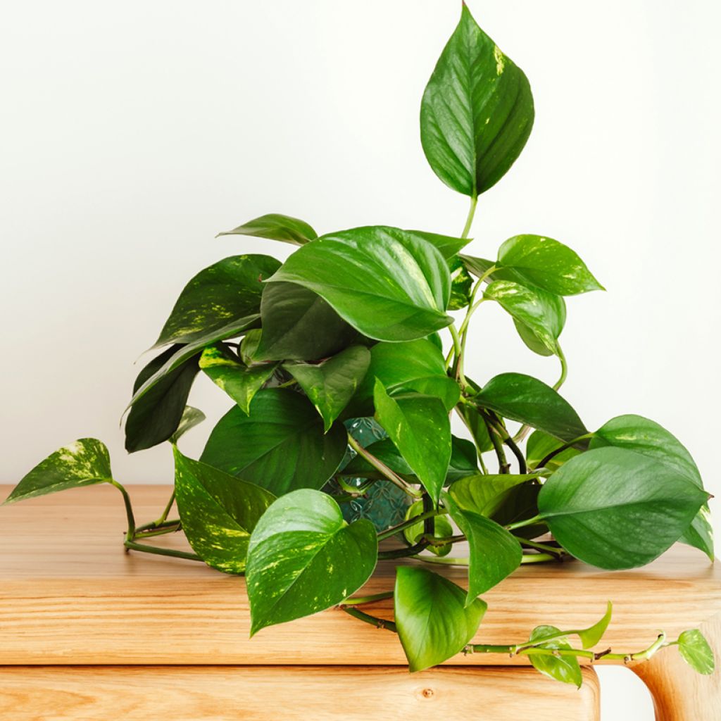 Epipremnum aureum - Golden Pothos