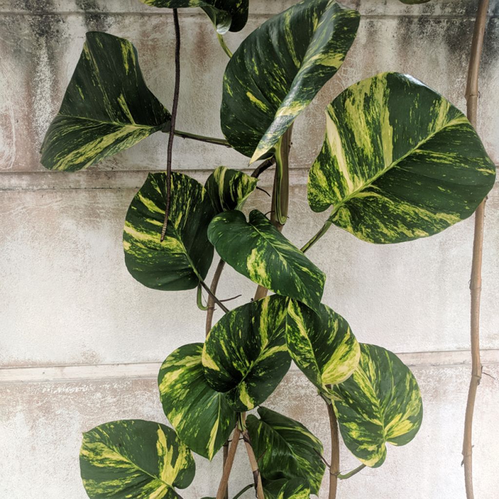 Epipremnum aureum - Golden Pothos
