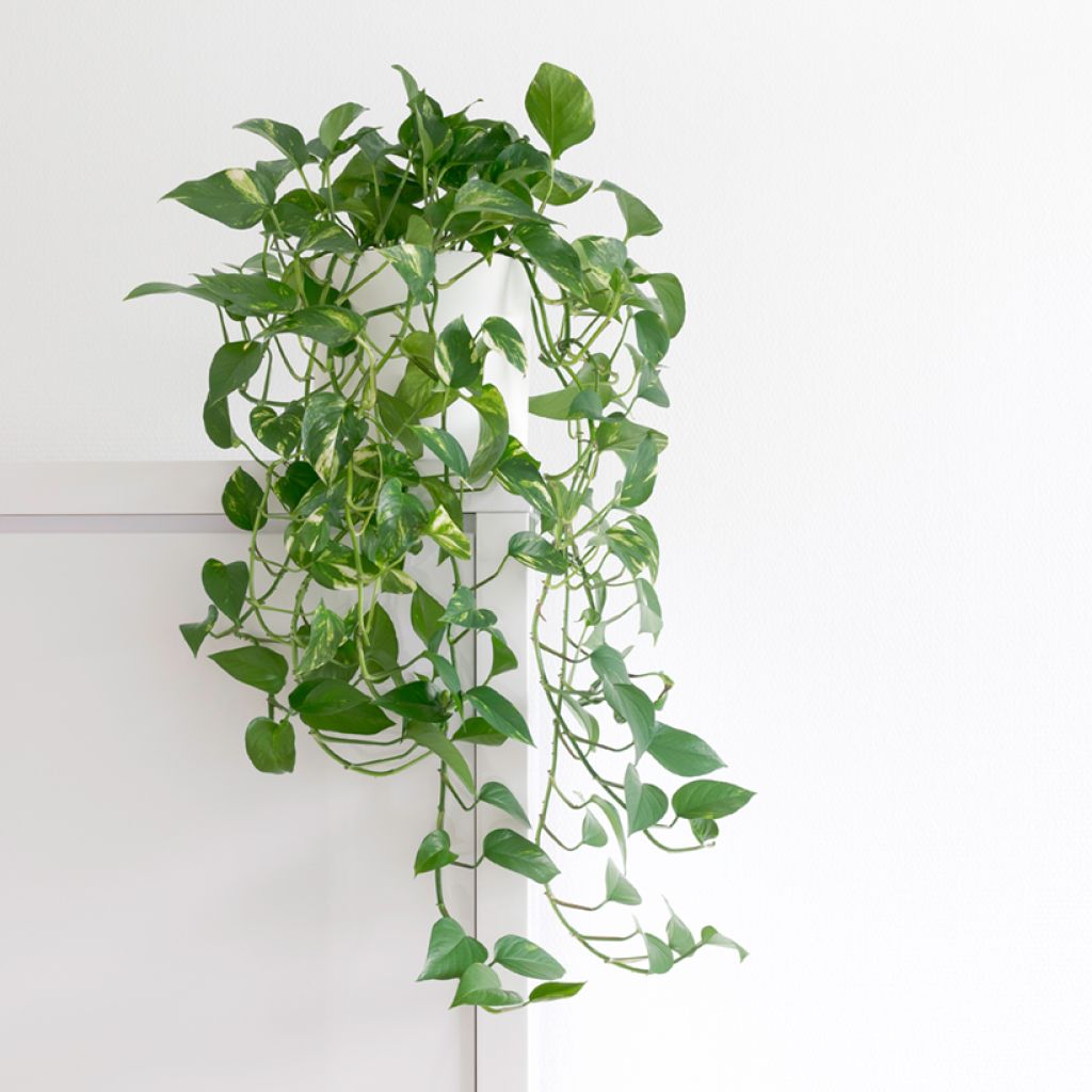 Epipremnum aureum - Golden Pothos