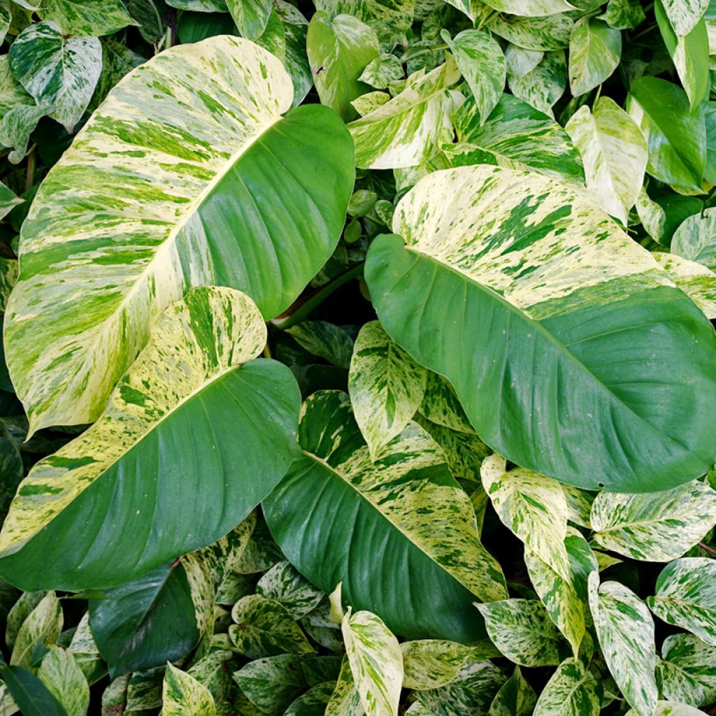 Epipremnum aureum Marble Queen - Golden Pothos
