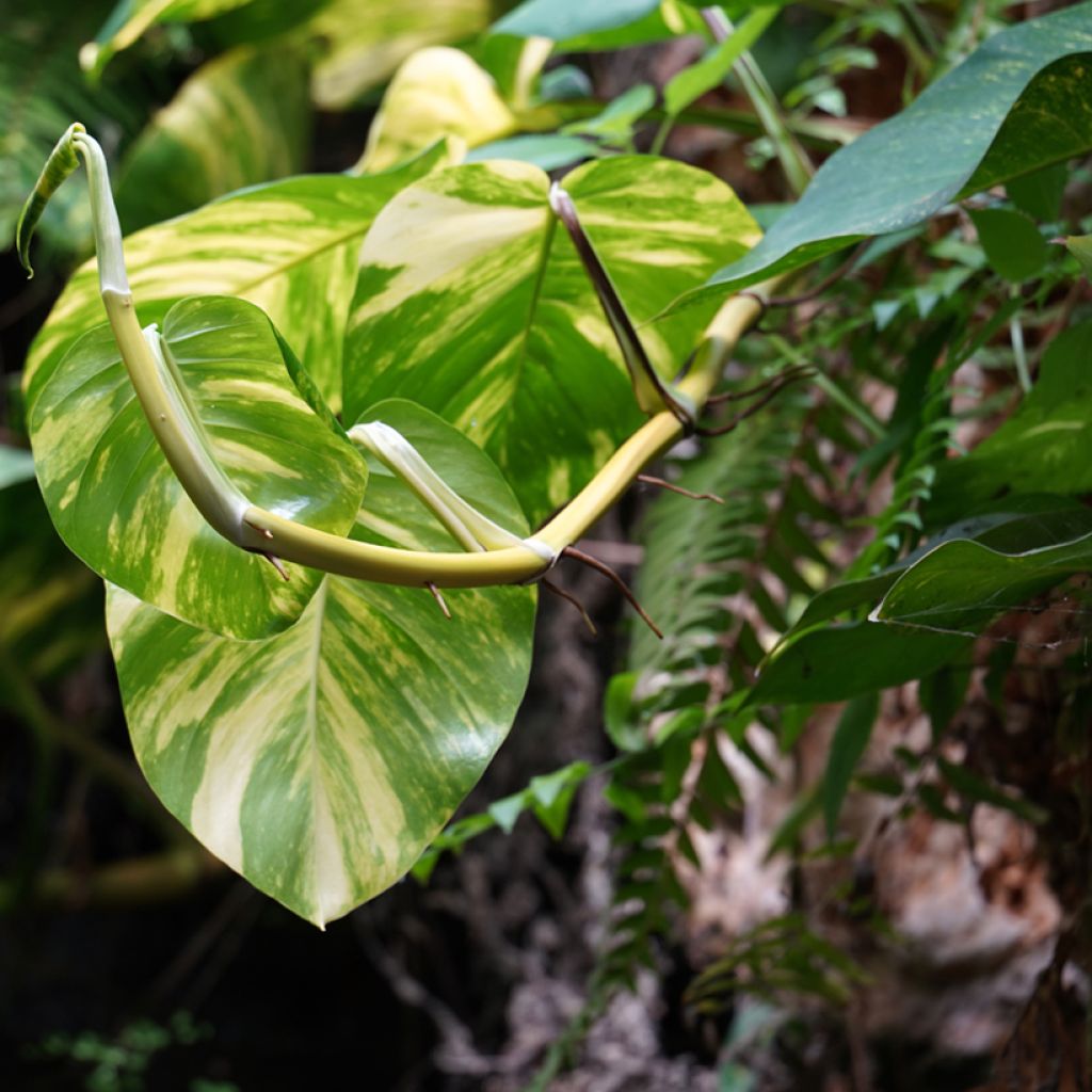 Epipremnum aureum Marble Queen - Golden Pothos