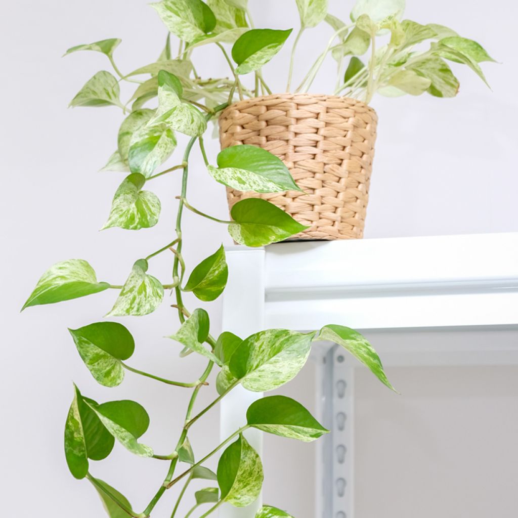 Epipremnum aureum Marble Queen - Golden Pothos
