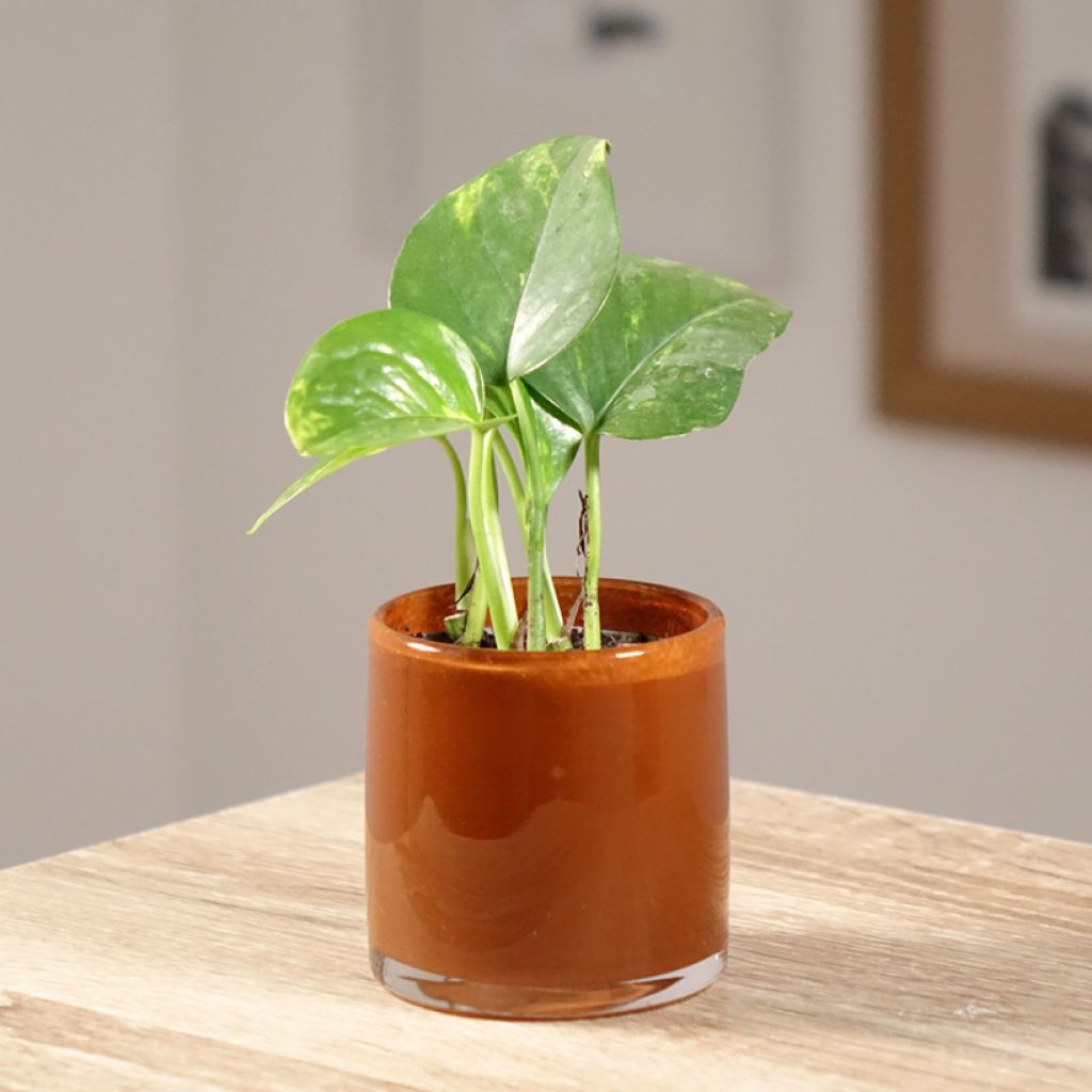 Epipremnum aureum - Golden Pothos