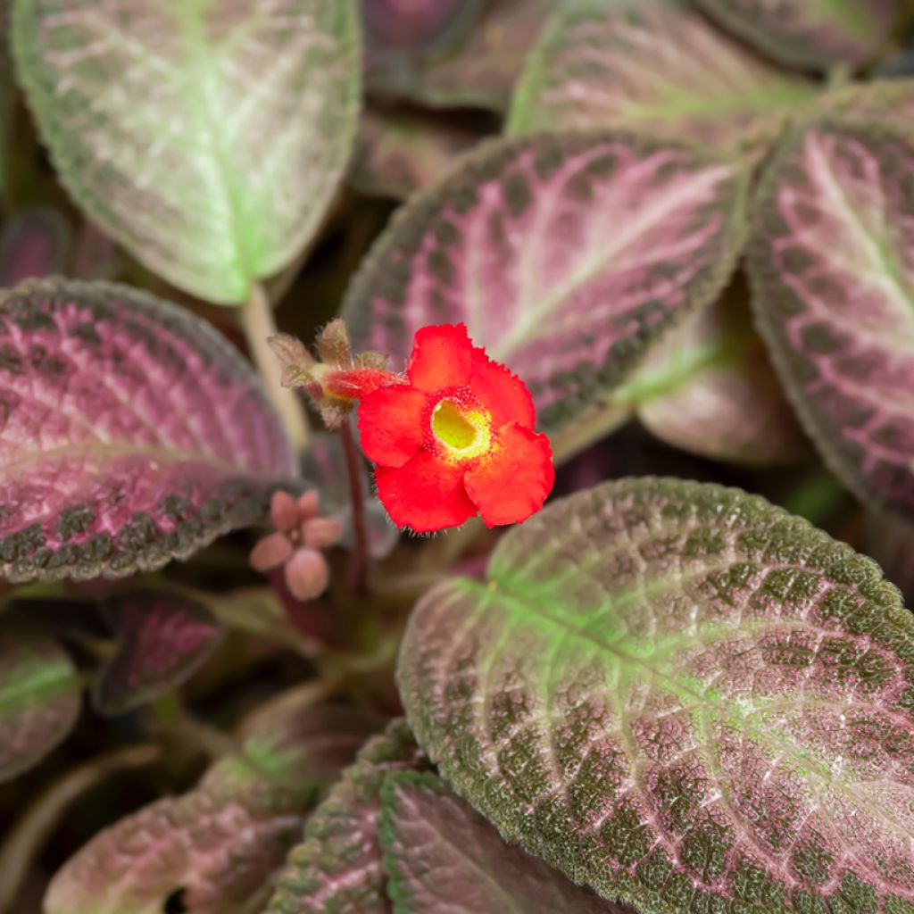 Episcia cupreata Malayan Gem - Flame violet