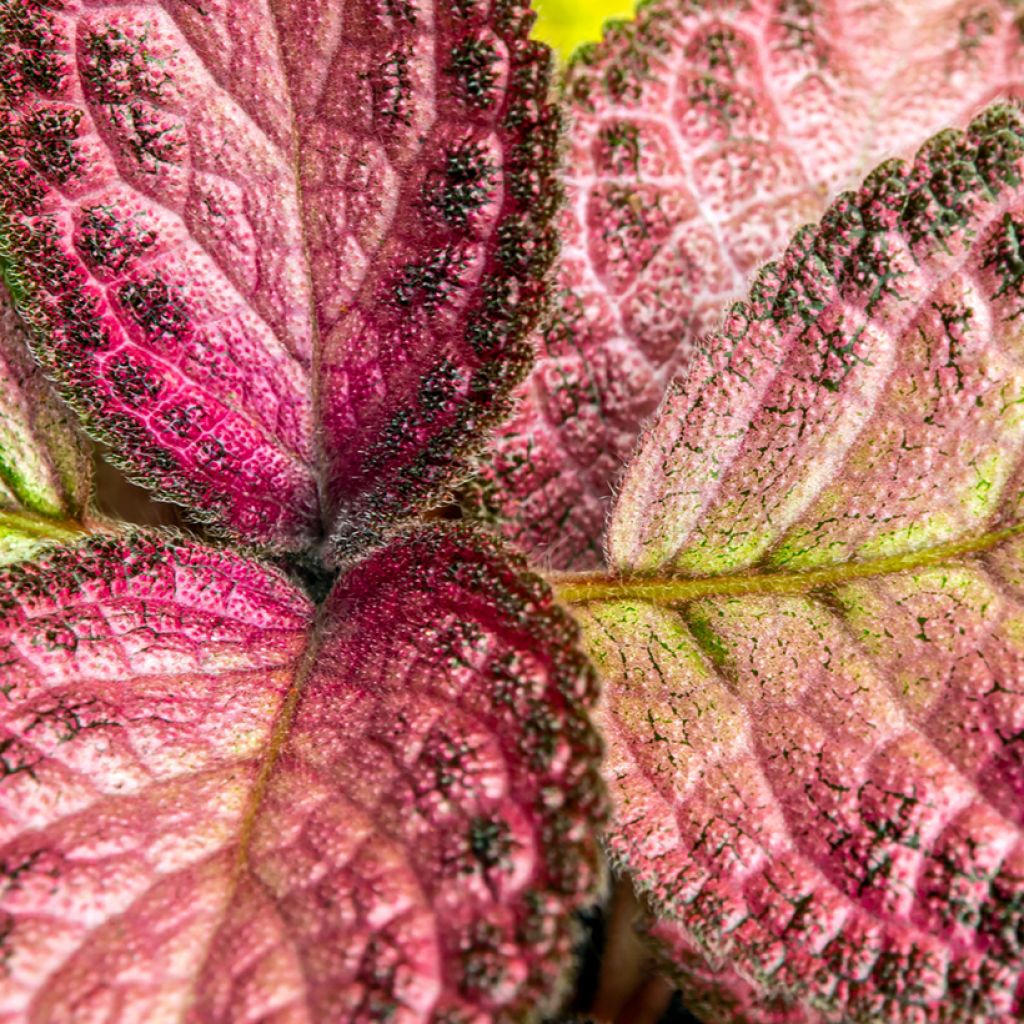 Episcia cupreata Malayan Gem - Flame violet