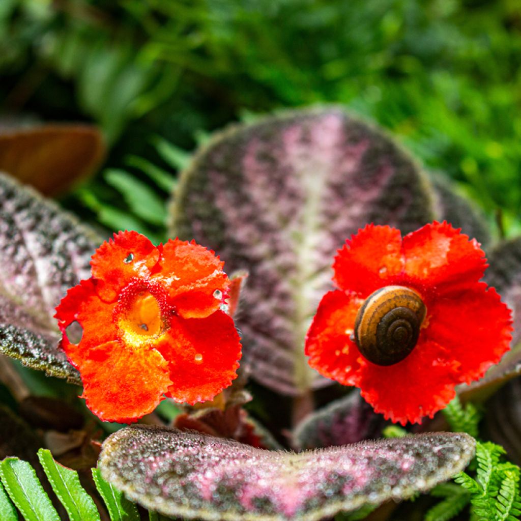 Episcia cupreata Malayan Gem - Flame violet