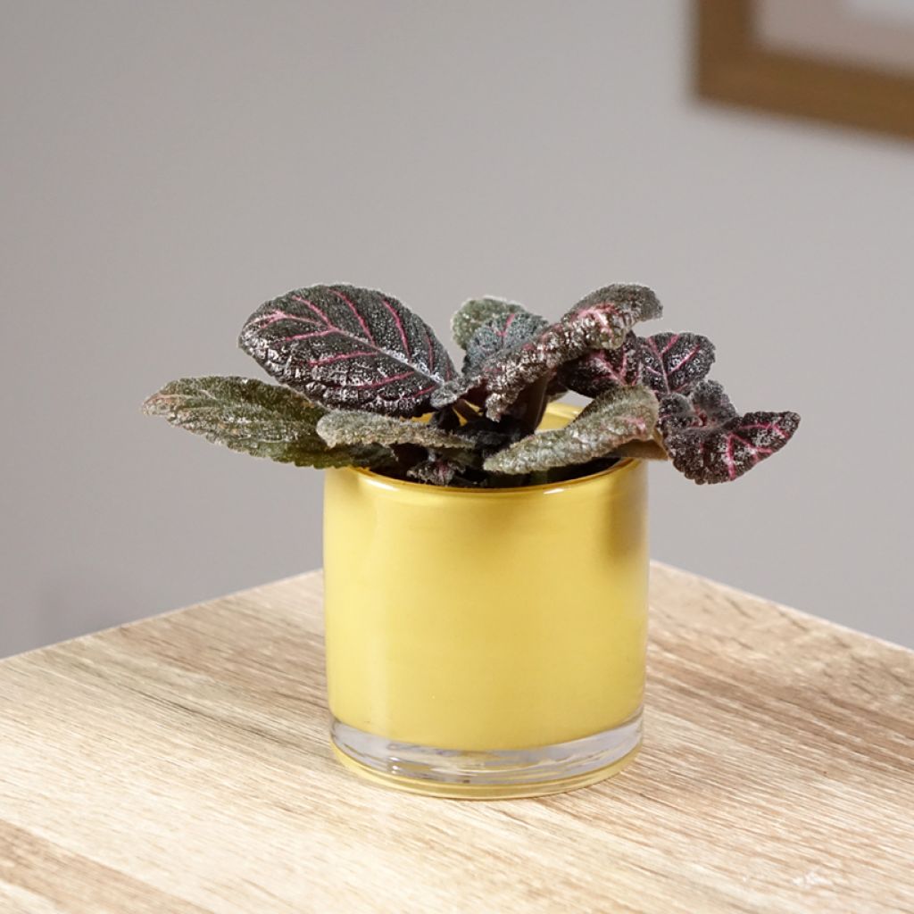 Episcia cupreata Pink Acajou - Flame violet