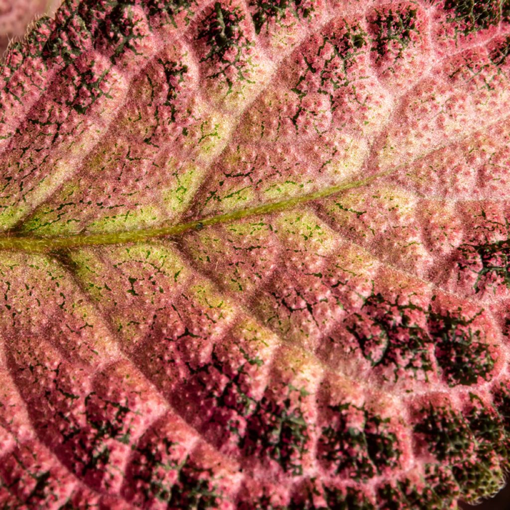 Episcia cupreata Pink Acajou - Flame violet