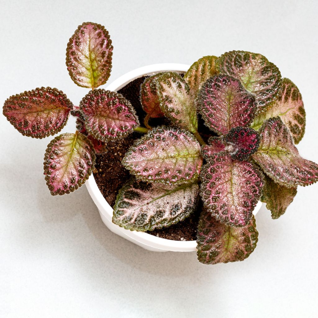 Episcia cupreata Pink Acajou - Flame violet