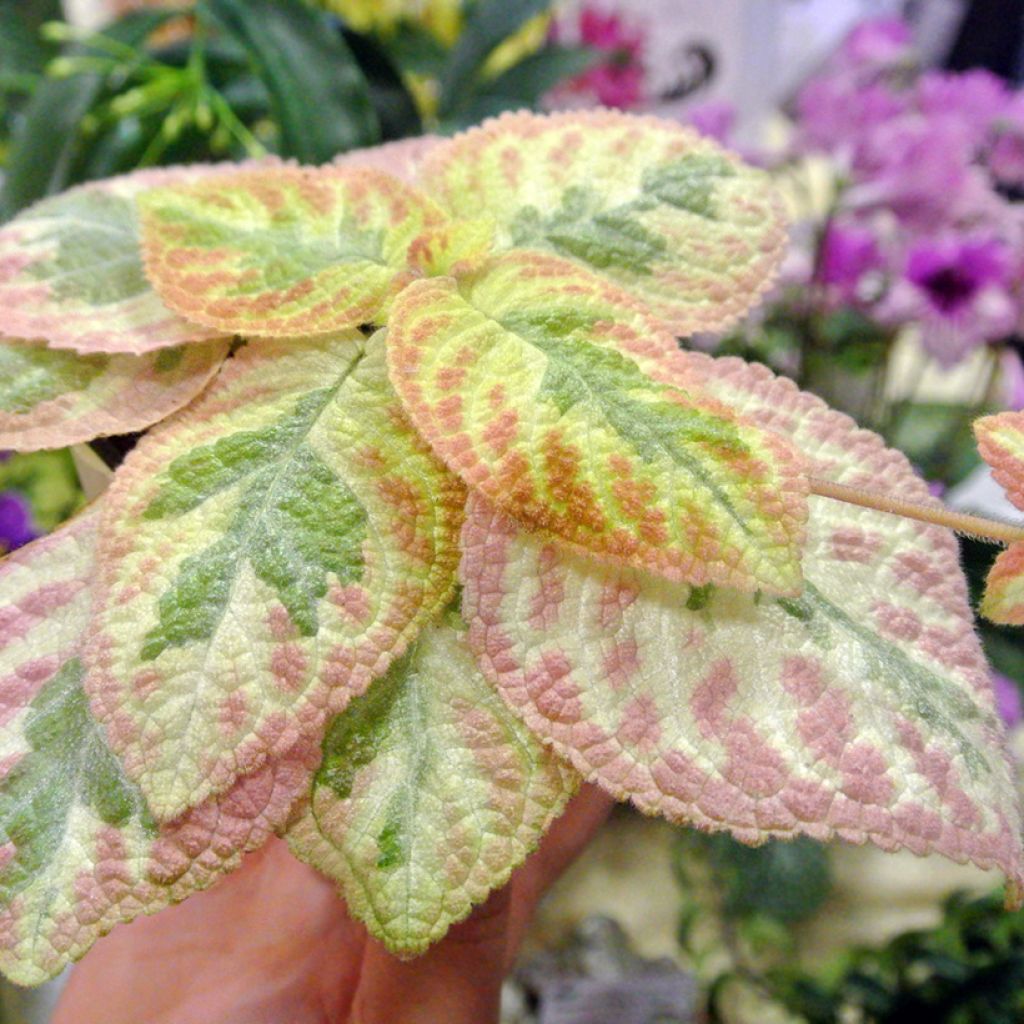 Episcia cupreata Pink Brocade - Flame violet