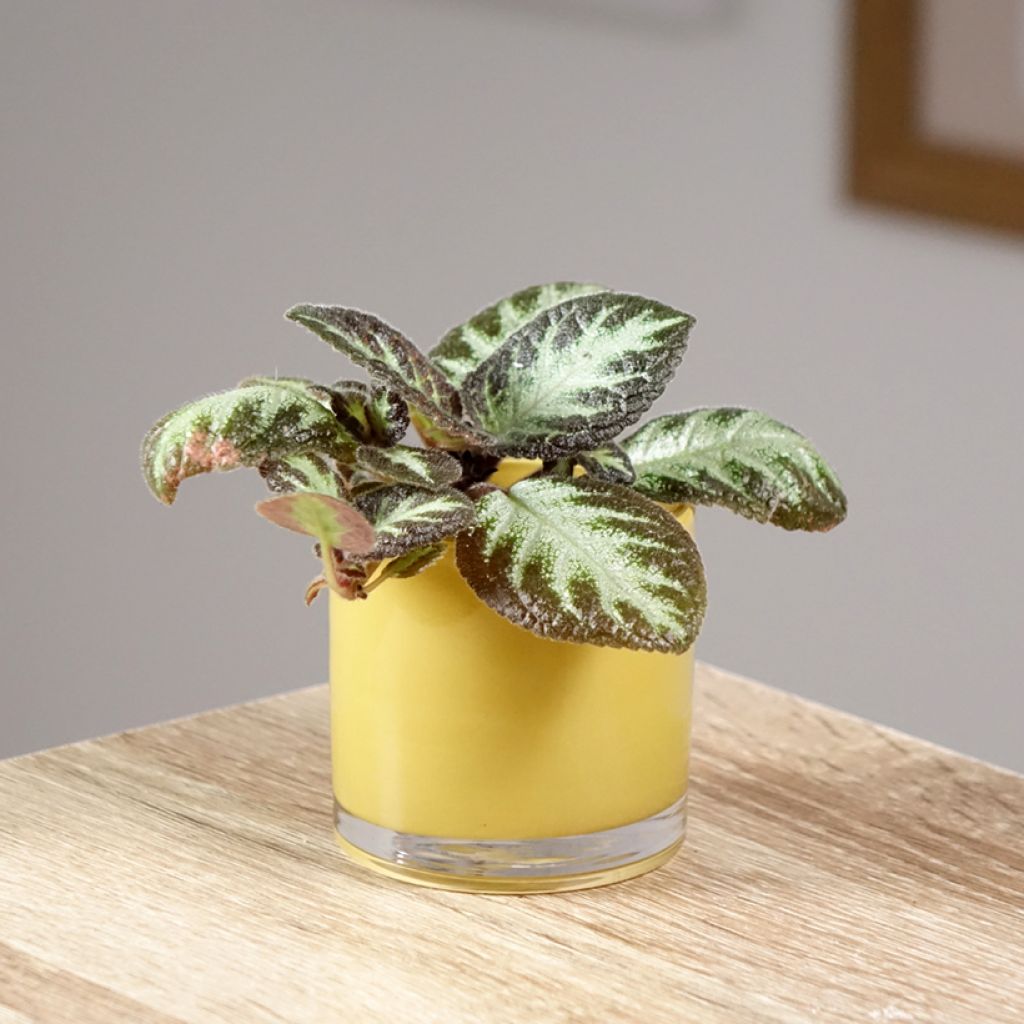 Episcia cupreata Silver Shield - Violette flamboyante, Épiscia