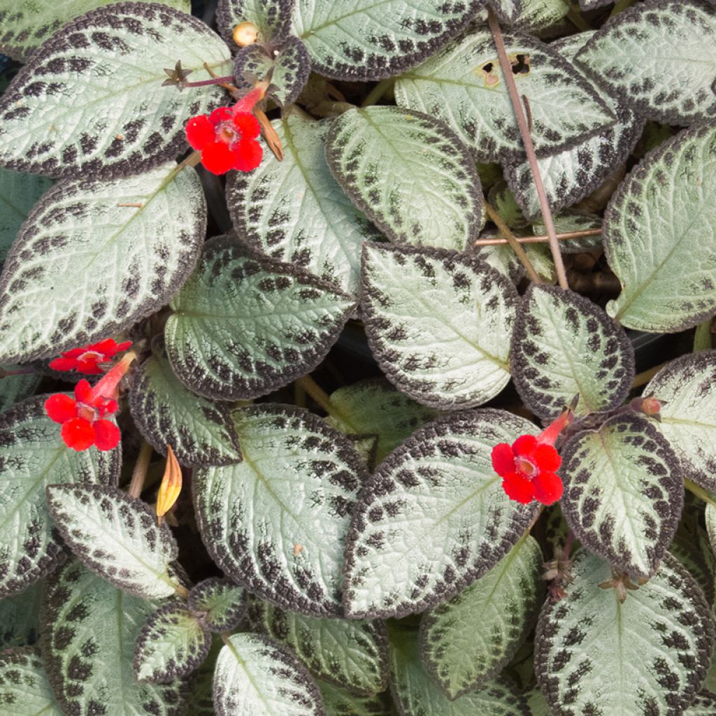 Episcia cupreata Silver Shield - Violette flamboyante, Épiscia
