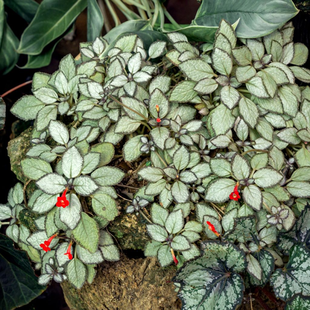 Episcia cupreata Silver Shield - Violette flamboyante, Épiscia