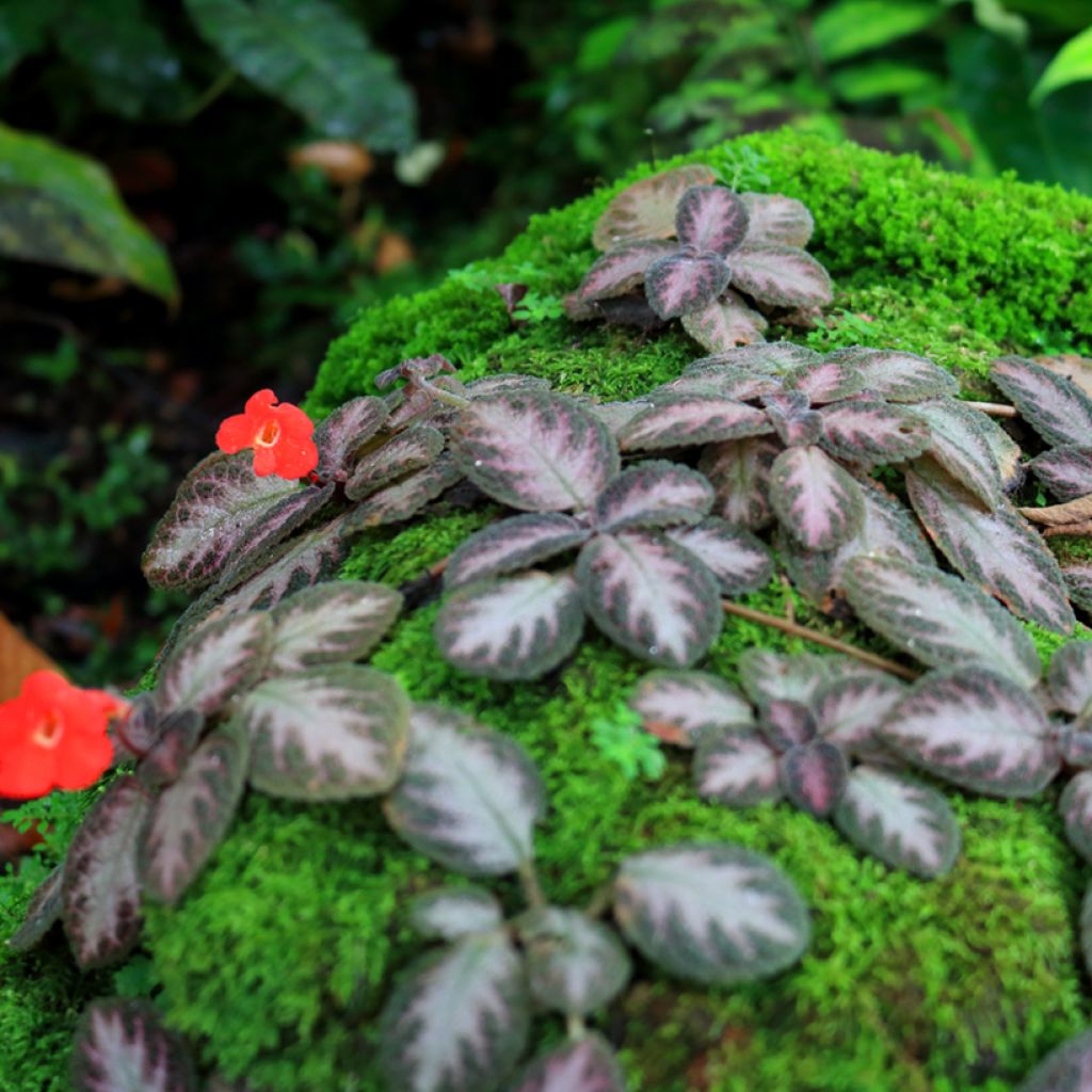 Episcia cupreata Silver Shield - Violette flamboyante, Épiscia