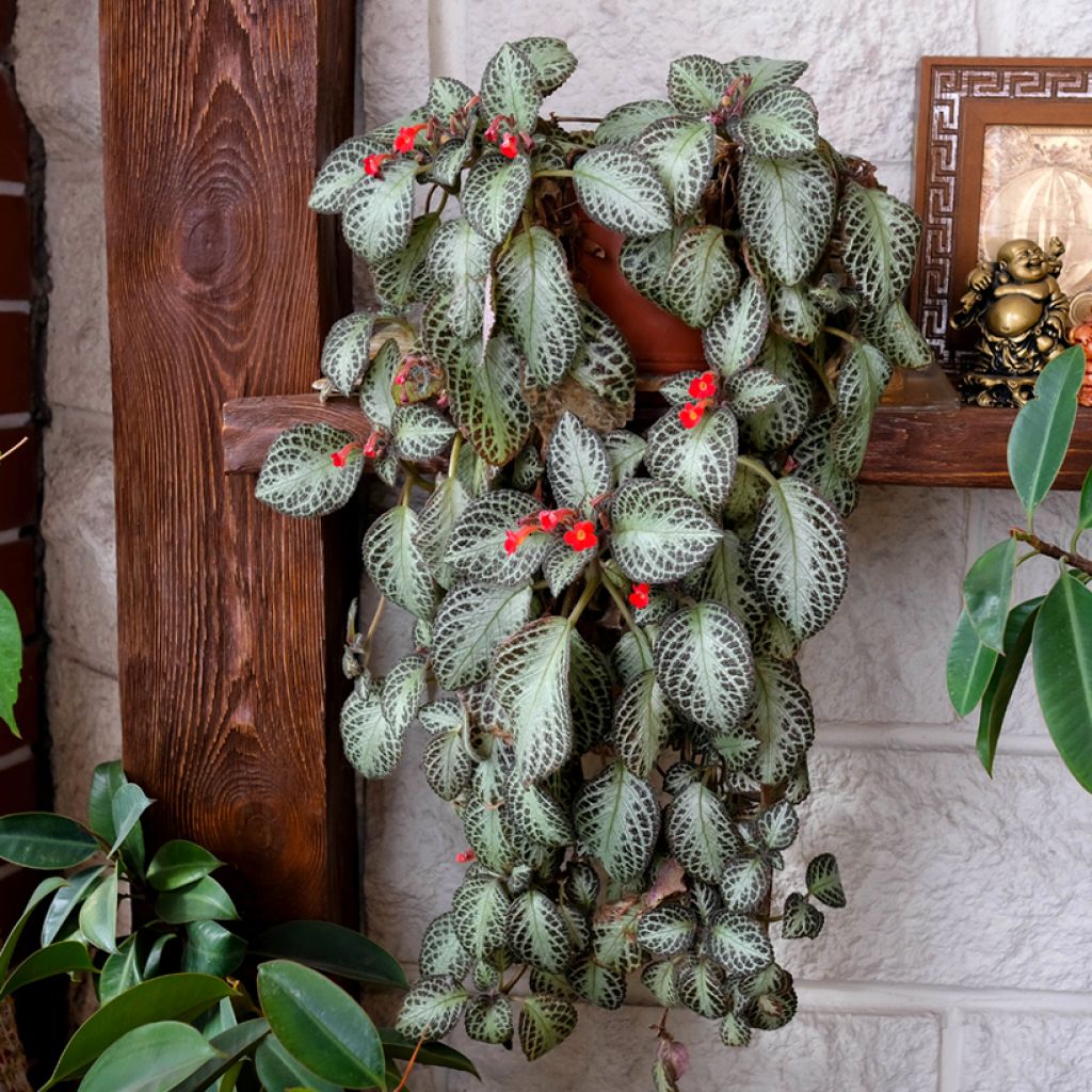 Episcia cupreata Silver Shield - Violette flamboyante, Épiscia