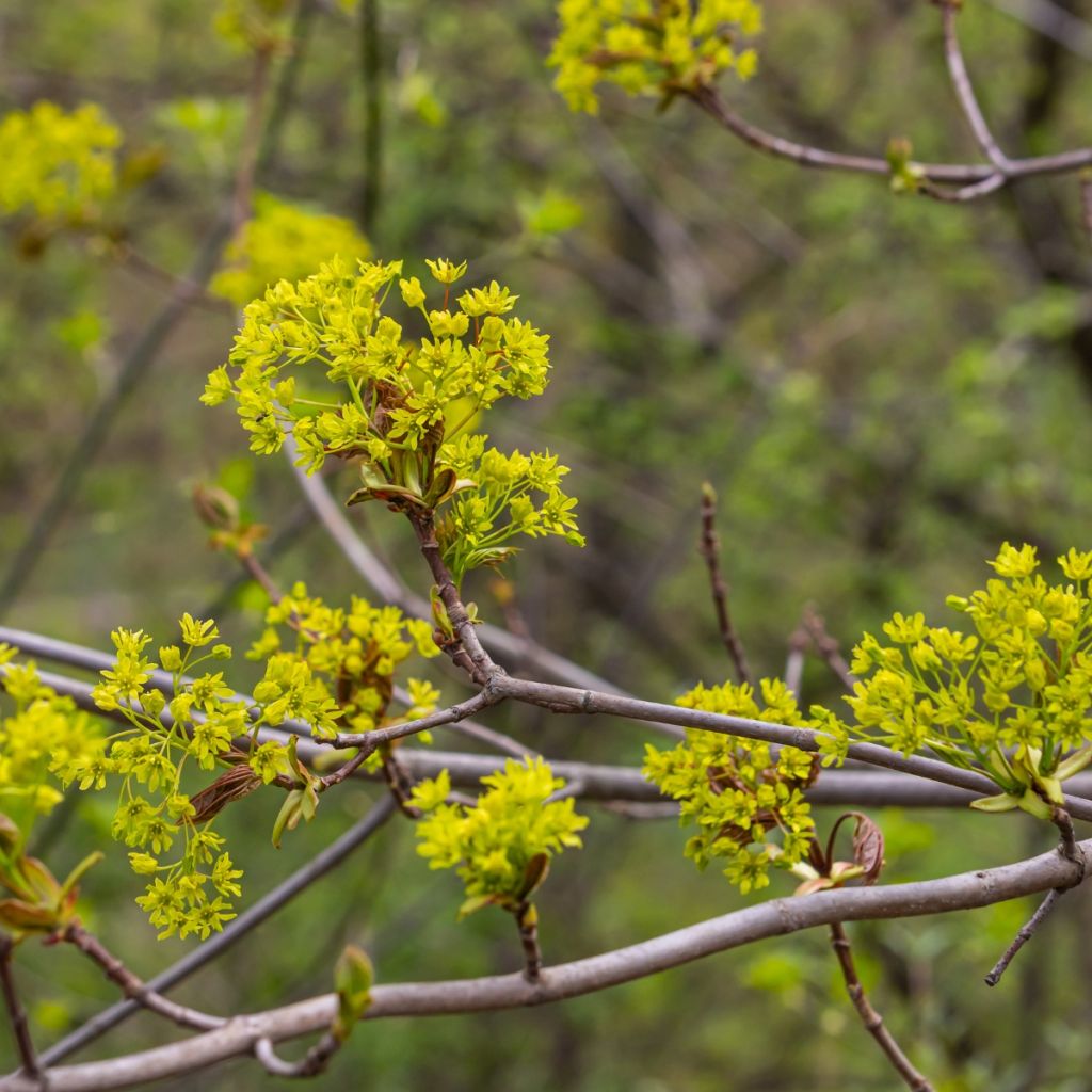 Acer campestre - Maple