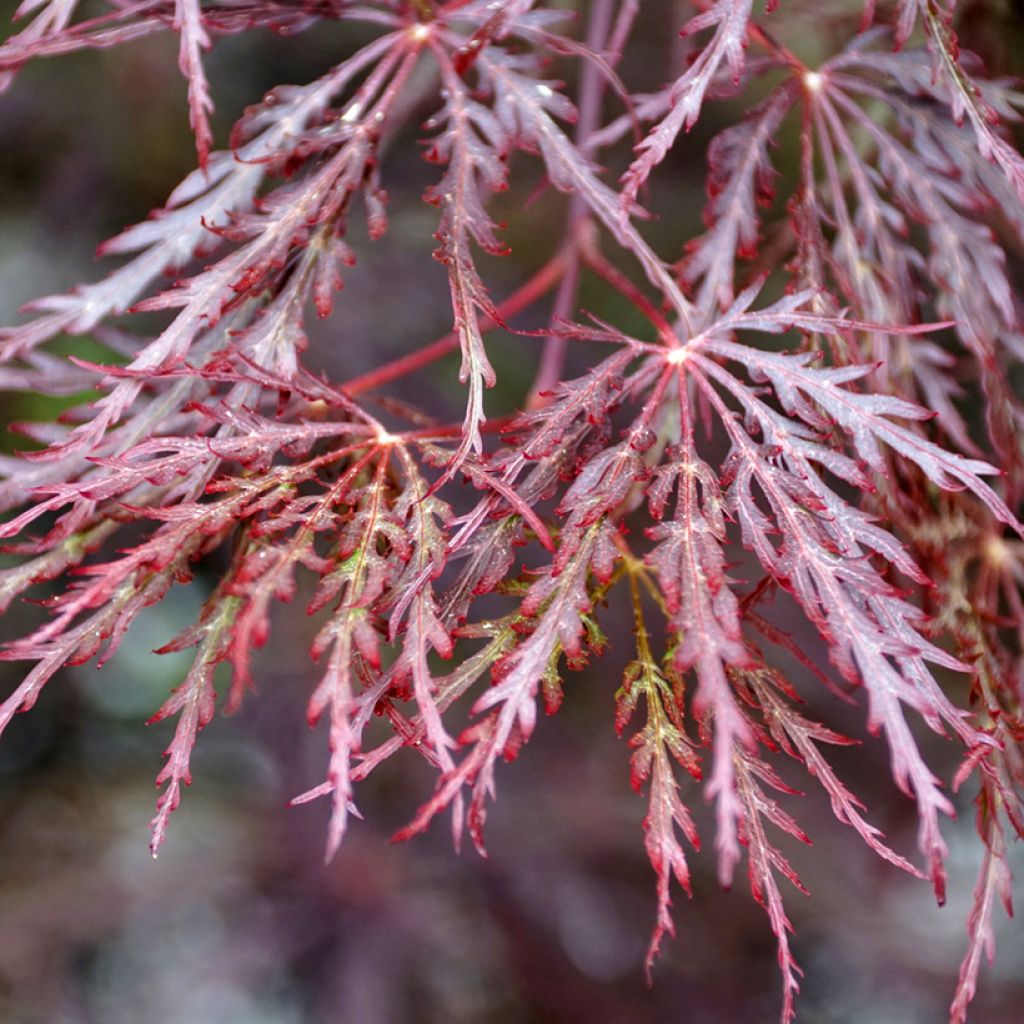 Acer palmatum Dissectum Inaba-Shidare - Japanese Maple