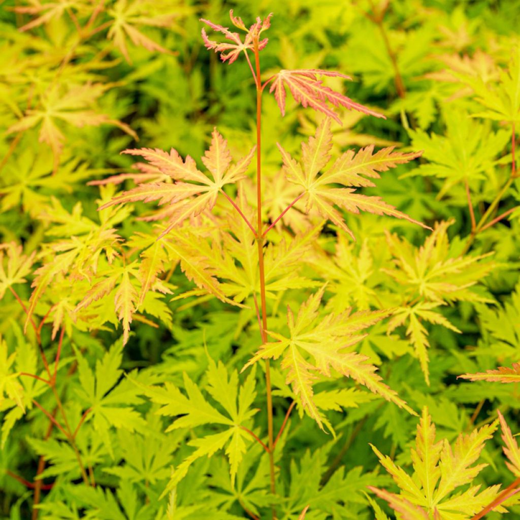 Acer Orange Lace - Japanese Maple