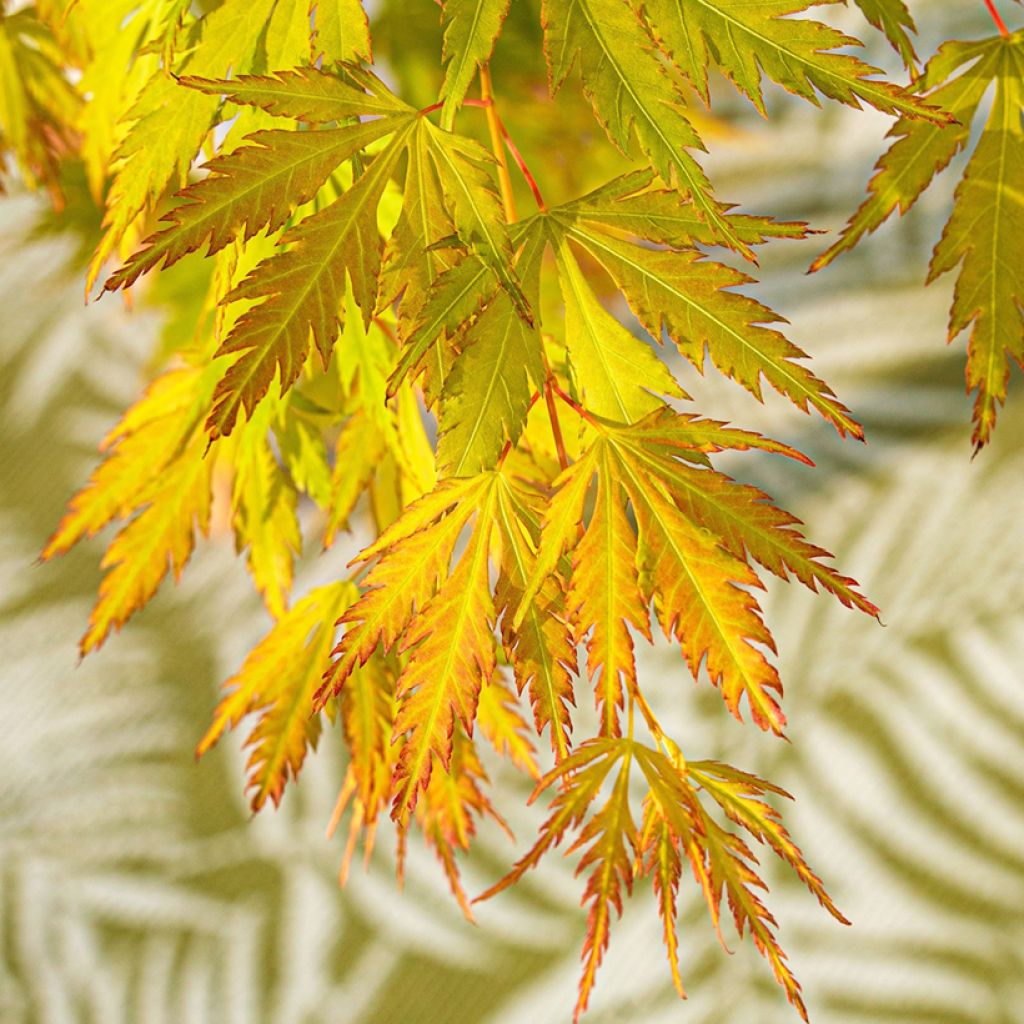 Acer Orange Lace - Japanese Maple