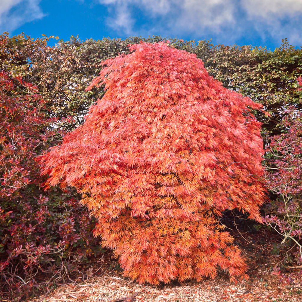 Acer palmatum Dissectum Ornatum - Japanese Maple