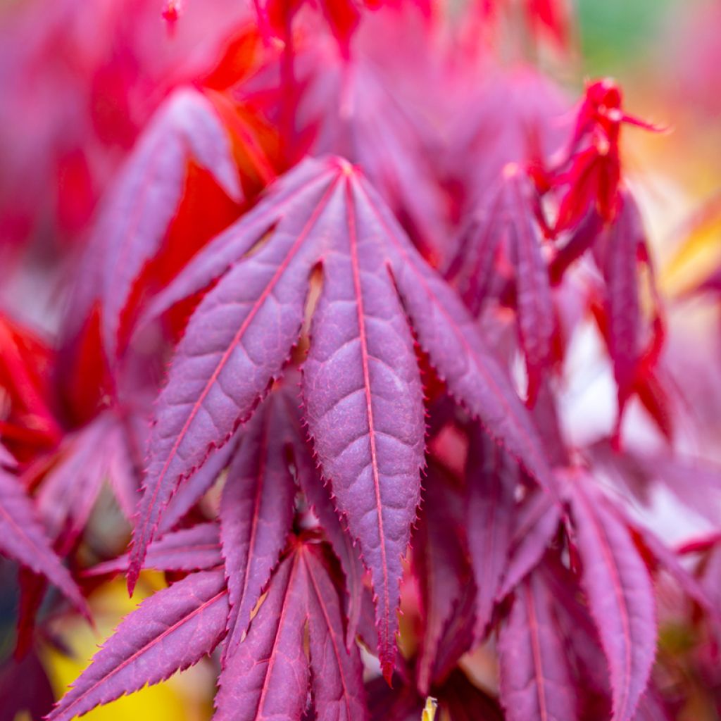 Acer palmatum Shaina - Japanese Maple