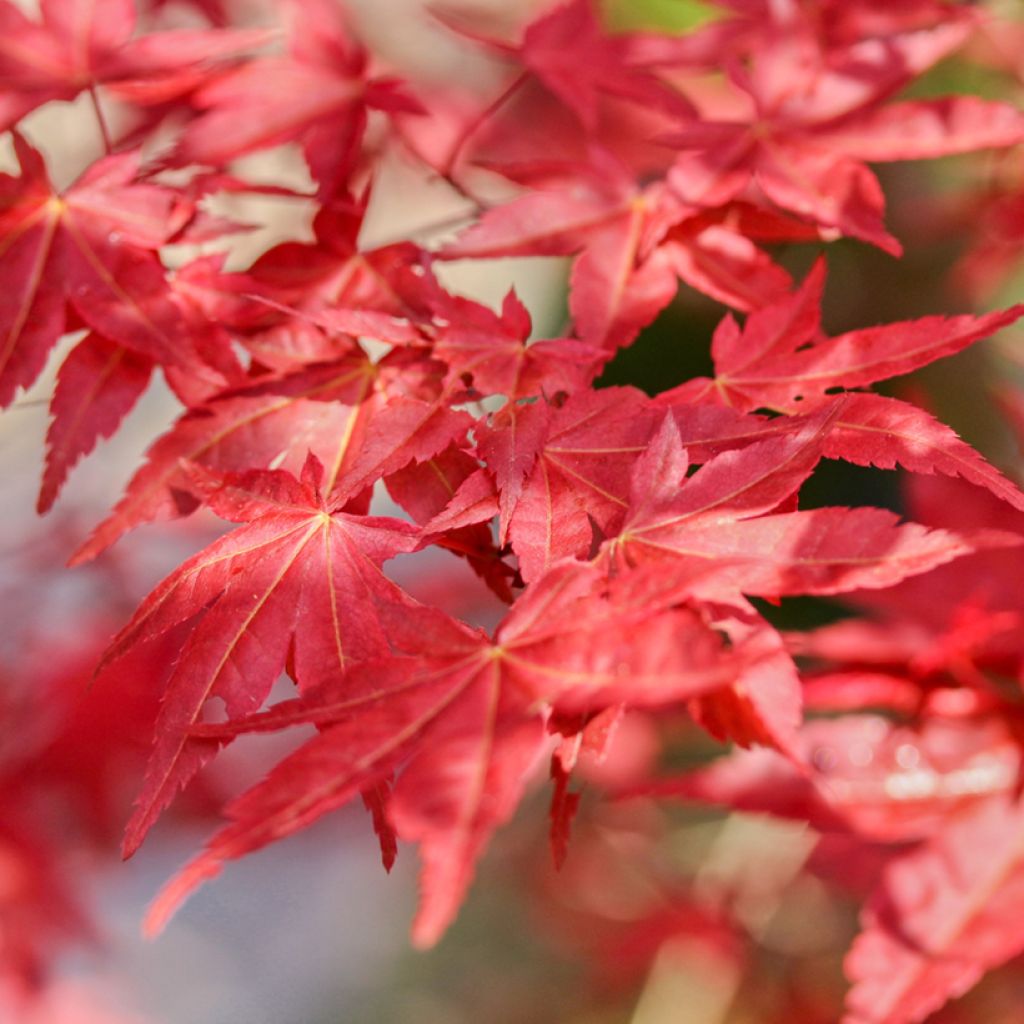 Acer palmatum Shaina - Japanese Maple