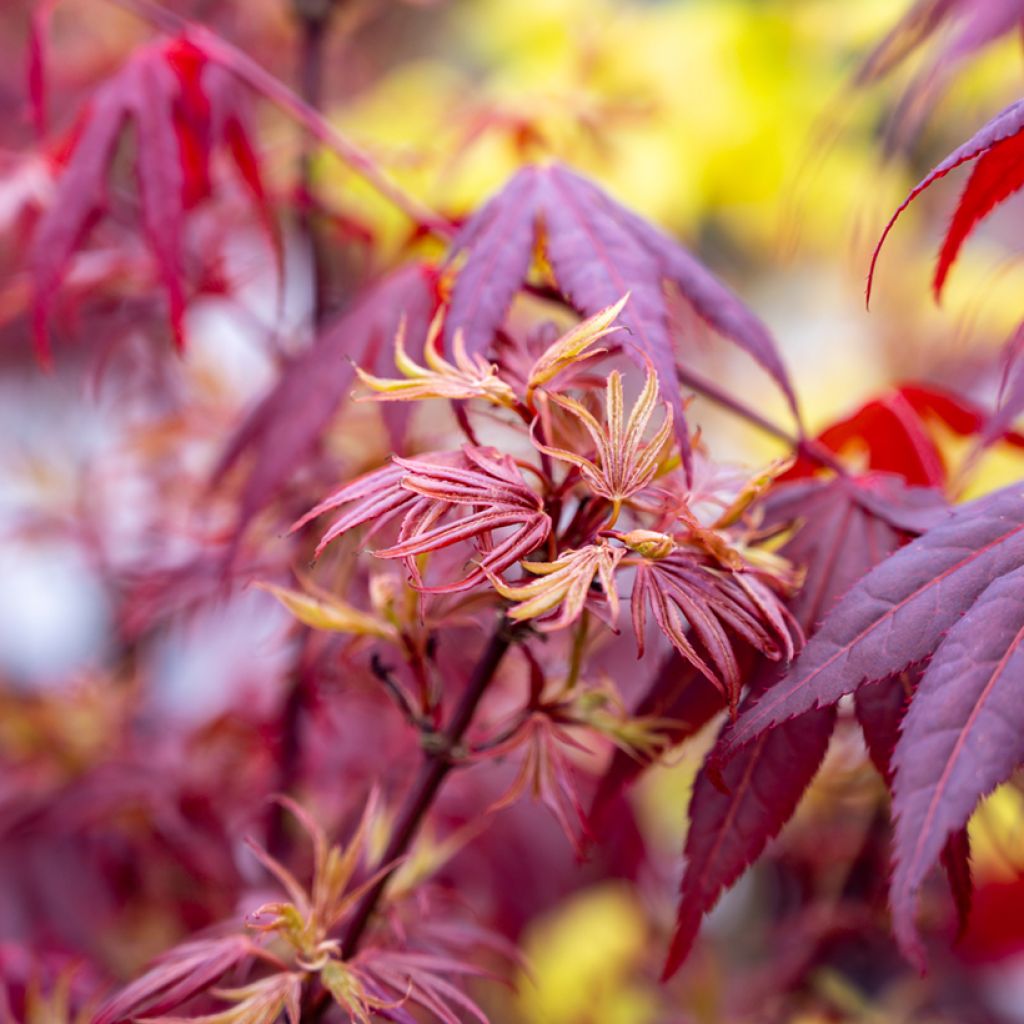 Acer palmatum Shaina - Japanese Maple