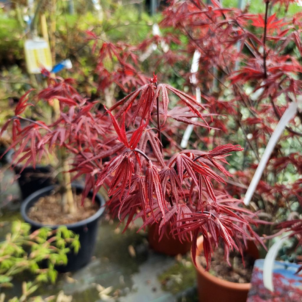 Acer palmatum Skeeters Broom - Japanese Maple