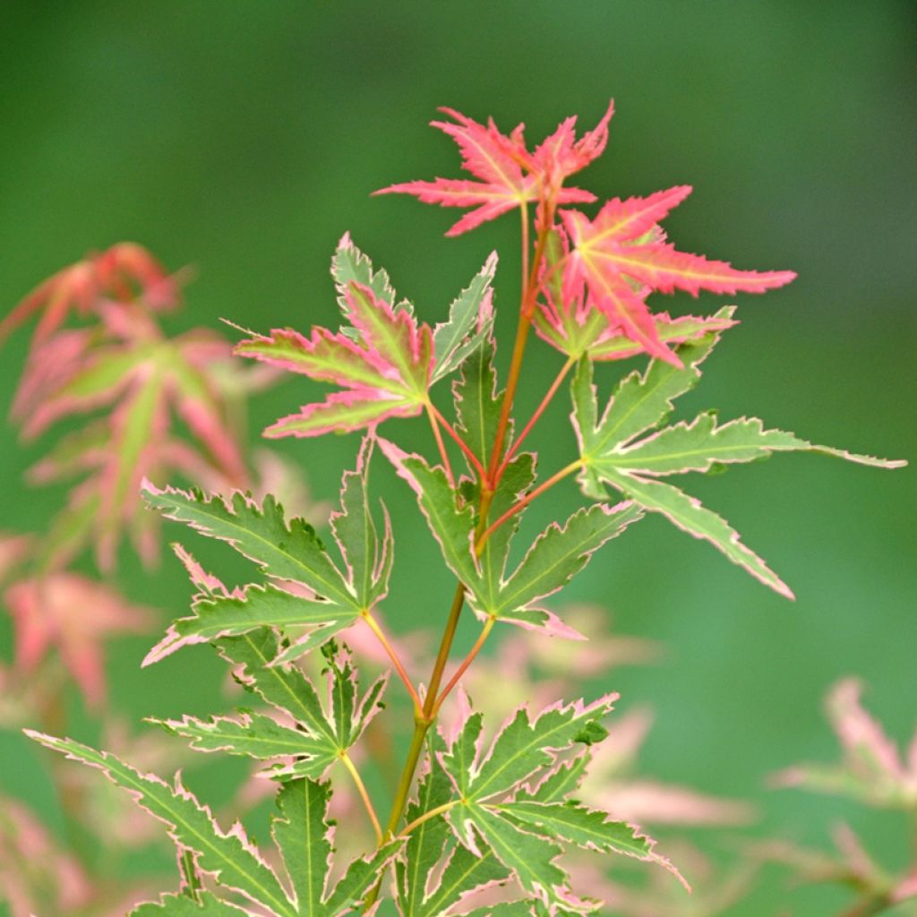 Acer palmatum Taylor - Japanese Maple