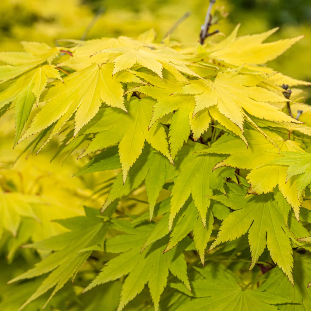 Acer shirasawanum Jordan - Japanese Maple