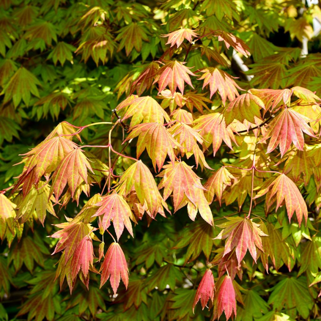 Acer shirasawanum Moonrise Munn001 - Japanese Maple