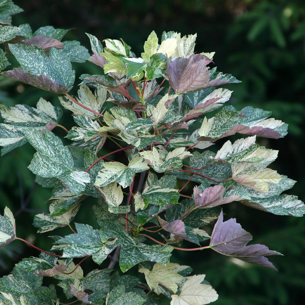 Acer pseudoplatanus Foliis Atropurpureis Argenteovariegata - Maple