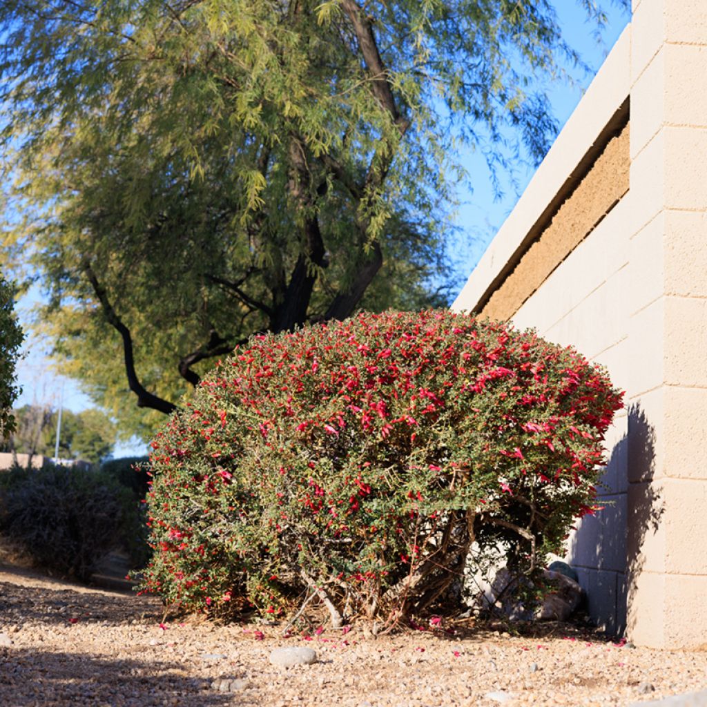 Eremophila maculata - Spotted emu bush