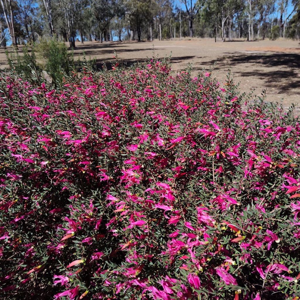 Eremophila maculata - Spotted emu bush